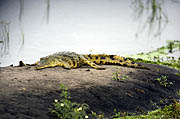 Crocodile at Chobe river